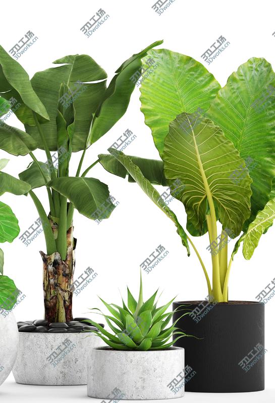 images/goods_img/202105074/3D Collection plants/3.jpg